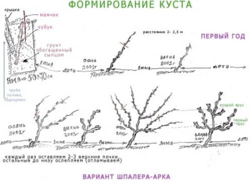 Осенняя обрезка винограда Изабелла. Правила обрезки винограда 09 Осенняя обрезка винограда Изабелла. Правила обрезки винограда 09