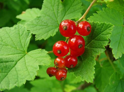 Какие растения можно использовать для размножения красной смородины. Как размножить красную смородину с помощью черенков