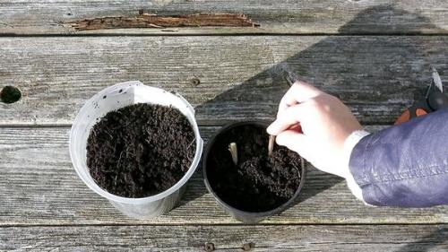 Какие растения можно использовать для размножения красной смородины. Как размножить красную смородину с помощью черенков