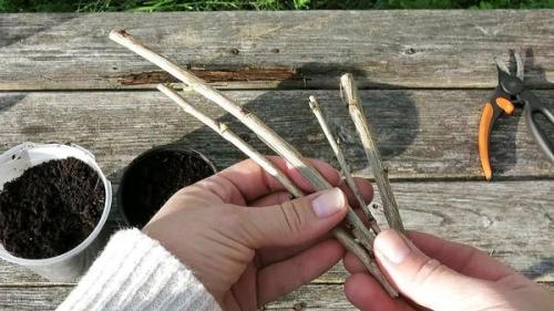 Какие растения можно использовать для размножения красной смородины. Как размножить красную смородину с помощью черенков