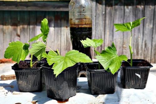 Как увеличить количество размноженных растений красной смородины. Размножение красной смородины черенкованием