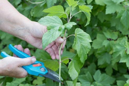 Как увеличить количество размноженных растений красной смородины. Размножение красной смородины черенкованием