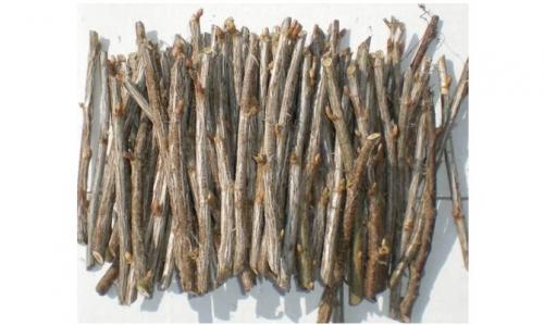 Как увеличить количество размноженных растений красной смородины. Размножение красной смородины черенкованием