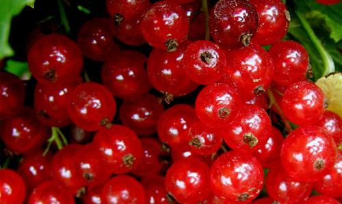 Красная смородина: простой способ размножения 01 Красная смородина: простой способ размножения 01