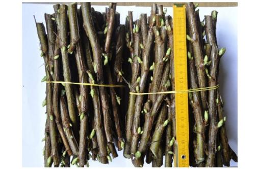 Как увеличить количество размноженных растений красной смородины. Размножение красной смородины черенкованием