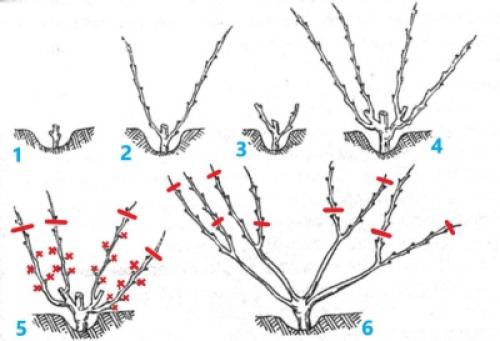 Как правильно обрезать виноград осенью. Когда можно приступать к делу 15