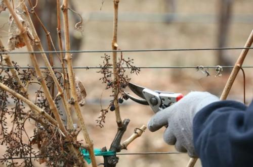 Как правильно обрезать виноград осенью. Когда можно приступать к делу 18