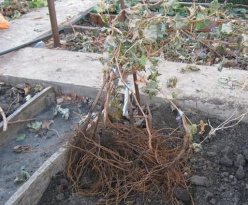 Как пересадить виноград Изабелла. Можно ли пересаживать виноград