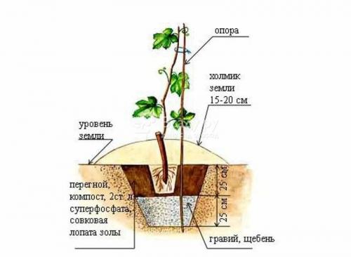 Уход за виноградом Изабелла осенью обрезка на зиму. Формирующая 01