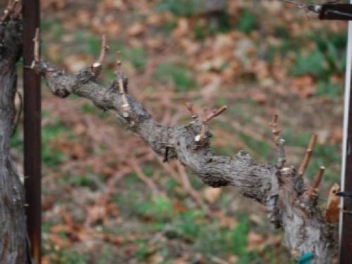 Как правильно обрезать виноград осенью. Когда можно приступать к делу 20