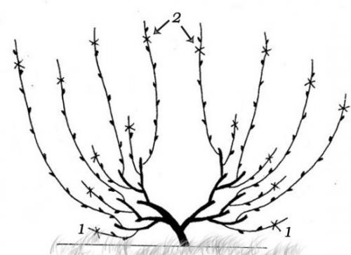 Обрезка винограда 1 2 3 год. Как сформировать плодовое звено