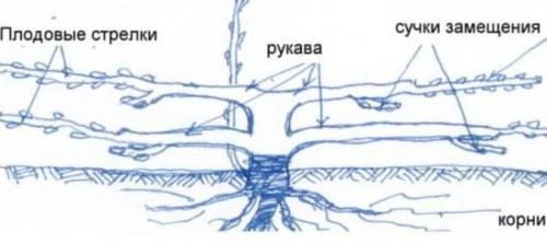 Обрезка винограда 1 2 3 год. Как сформировать плодовое звено