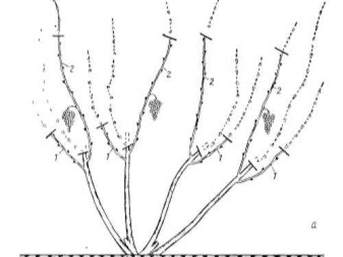 Обрезка винограда для начинающих. Обрезка винограда для чего она нужна 01 Обрезка винограда для начинающих. Обрезка винограда для чего она нужна 01