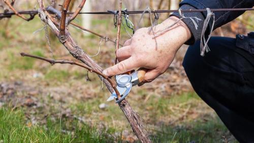 Обрезка винограда осенью для новичков. Когда и как правильно обрезать виноград осенью и ухаживать за ним после процедуры