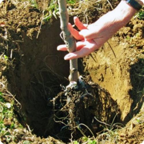 Где нужно сажать грушу. ПОСАДКА ГРУШИ ВЕСНОЙ