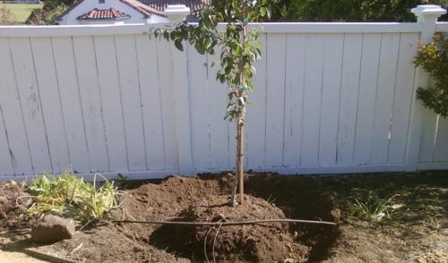 Посадка груши летом. Как правильно посадить грушу в саду