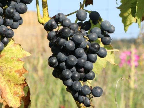 Как правильно обрезать осенью виноград Изабелла. Зачем нужна обрезка винограда осенью и как правильно её проводить 05 Как правильно обрезать осенью виноград Изабелла. Зачем нужна обрезка винограда осенью и как правильно её проводить 05