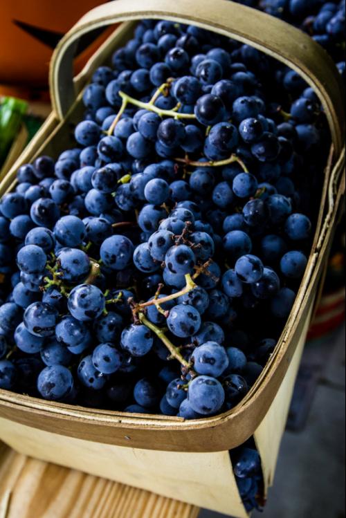 Как правильно обрезать осенью виноград Изабелла. Зачем нужна обрезка винограда осенью и как правильно её проводить 11 Как правильно обрезать осенью виноград Изабелла. Зачем нужна обрезка винограда осенью и как правильно её проводить 11