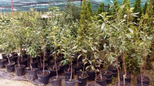 Посадка груш осенью и весной в открытый грунт. Весной или осенью сажать грушу 16 Посадка груш осенью и весной в открытый грунт. Весной или осенью сажать грушу 16