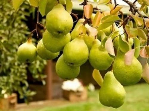 Посадка груш осенью и весной в открытый грунт. Весной или осенью сажать грушу 15 Посадка груш осенью и весной в открытый грунт. Весной или осенью сажать грушу 15