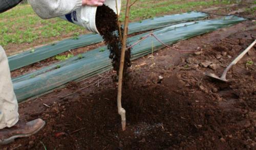 Посадка груши летом. Как правильно посадить грушу в саду