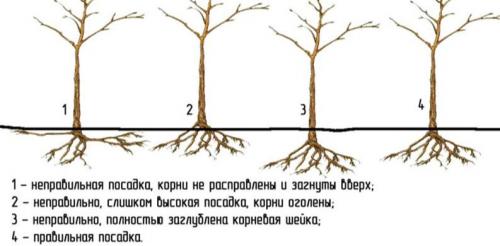 Посадка груши весной. Правильная посадка груши весной