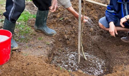 Посадка груши летом. Как правильно посадить грушу в саду