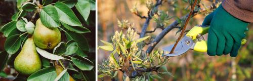 Где нужно сажать грушу. ПОСАДКА ГРУШИ ВЕСНОЙ