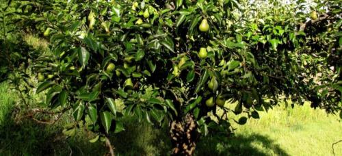 Посадка груши весной. Правильная посадка груши весной