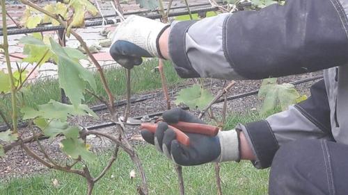 Как правильно обрезать осенью виноград Изабелла. Зачем нужна обрезка винограда осенью и как правильно её проводить