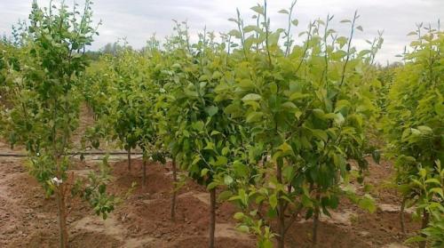 Как посадить грушу осенью. Нюансы посадки груши осенью