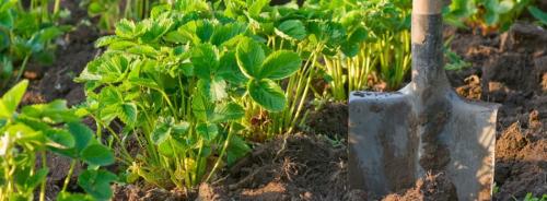 Подготовь свой сад к весеннему сезону с помощью эффективных удобрений 05 Подготовь свой сад к весеннему сезону с помощью эффективных удобрений 05