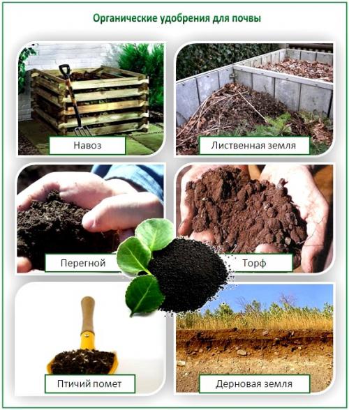 Какие удобрения лучше всего использовать в зависимости от типа почвы. Органические удобрения: вековой опыт садоводства