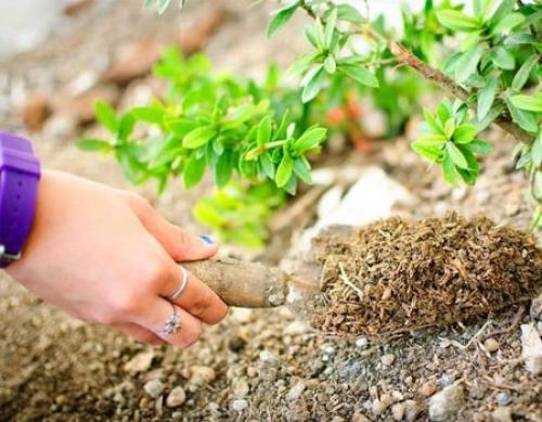 Подготовь свой сад к весеннему сезону с помощью эффективных удобрений 01 Подготовь свой сад к весеннему сезону с помощью эффективных удобрений 01