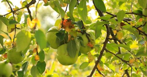 Какие удобрения могут быть вредны для яблонь и груш. Когда делать осеннюю подкормку