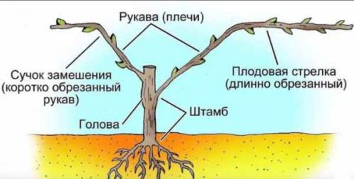 Как обрезать виноград осенью. Сроки 18 Как обрезать виноград осенью. Сроки 18