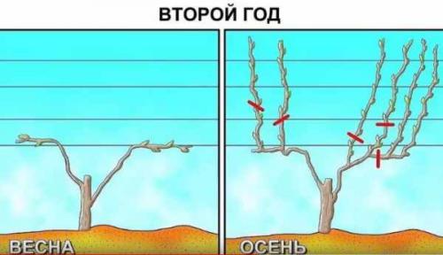 Как обрезать виноград осенью. Сроки 22 Как обрезать виноград осенью. Сроки 22