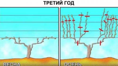 Как обрезать виноград осенью. Сроки 23 Как обрезать виноград осенью. Сроки 23