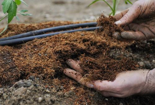 Можно ли использовать удобрения для яблони и груши вместе с другими растениями. Нормы внесения минеральных удобрений под плодовые деревья