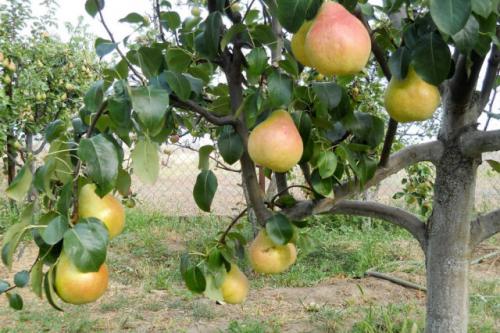 Как обеспечить правильный дренаж грушей весной. Посадка груши весной