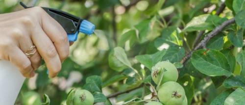 Можно ли использовать удобрения для яблони и груши вместе с другими растениями. Нормы внесения минеральных удобрений под плодовые деревья