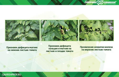 Подкормка плодовых деревья и кустарников в весеннее: основные принципы и рекомендации 04