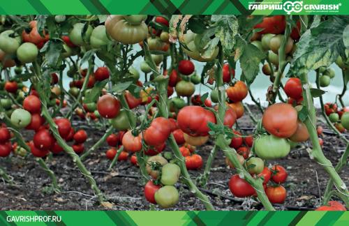 Подкормка плодовых деревья и кустарников в весеннее: основные принципы и рекомендации 05