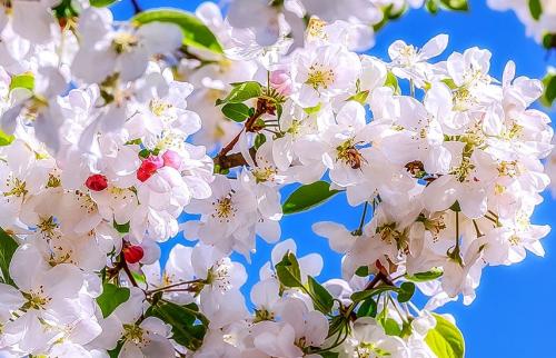 Какие вещества необходимы для подкормки плодовых деревьев и кустарников весной. Весенняя подкормка плодовых деревьев и кустарников по месяцам