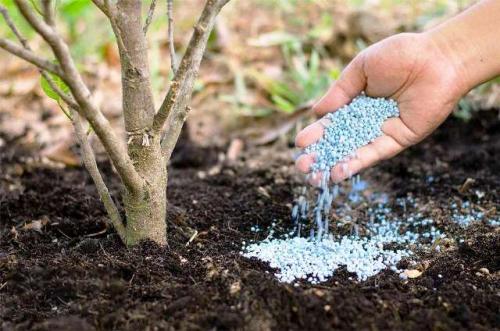 Какие работы необходимо выполнять в осенний период для плодовых деревьев. Осенняя подкормка плодовых деревьев