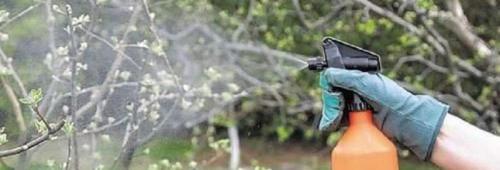 Что такое подкормка яблонь весной до цветения. Весенняя подкормка яблонь: какие удобрения внести перед цветением