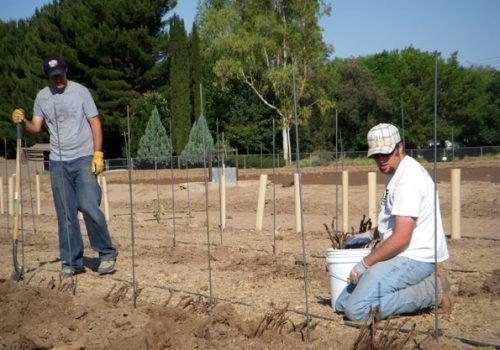 Формирование куста винограда Изабелла. Посадка винограда Изабелла