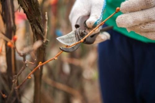 Обрезка взрослого винограда осенью. Как правильно обрезать виноград осенью, схемы, сроки, картинки и инструкции для начинающих