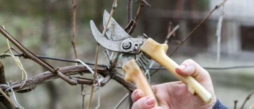 Обрезка взрослого винограда осенью. Как правильно обрезать виноград осенью, схемы, сроки, картинки и инструкции для начинающих