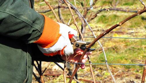 Обрезка винограда весной на арке. Подготовка к обрезке винограда